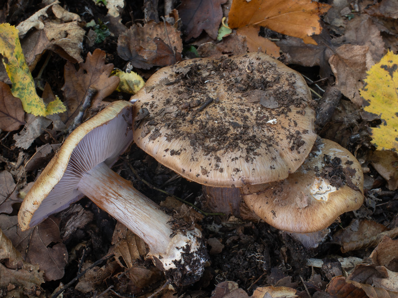 Cortinarius scaurocaninus